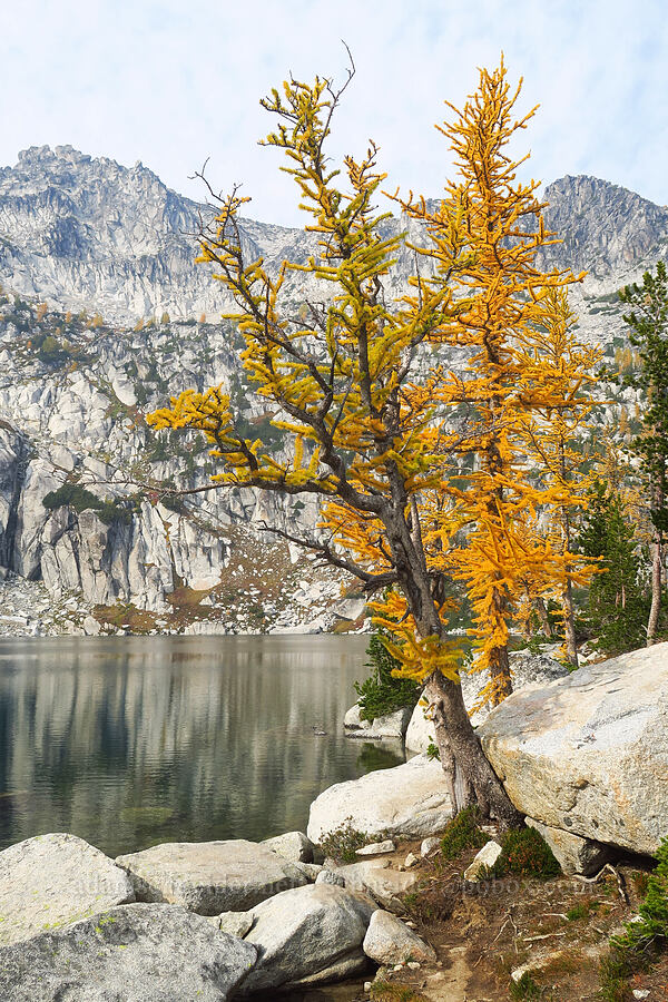 larches & Inspiration Lake (Larix lyallii) [Enchantment Basin, Alpine Lakes Wilderness, Chelan County, Washington]