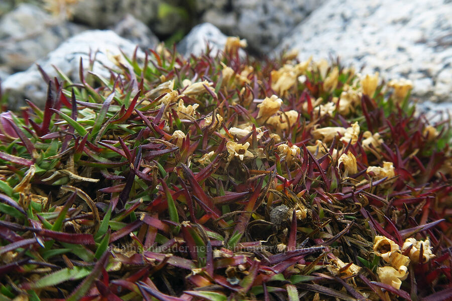 moss campion, gone to seed (Silene acaulis) [Aasgard Pass, Alpine Lakes Wilderness, Chelan County, Washington]