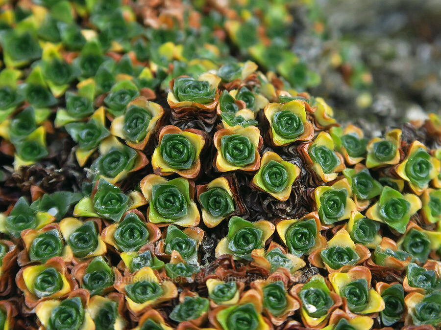 purple saxifrage leaves (Saxifraga oppositifolia) [Aasgard Pass, Alpine Lakes Wilderness, Chelan County, Washington]