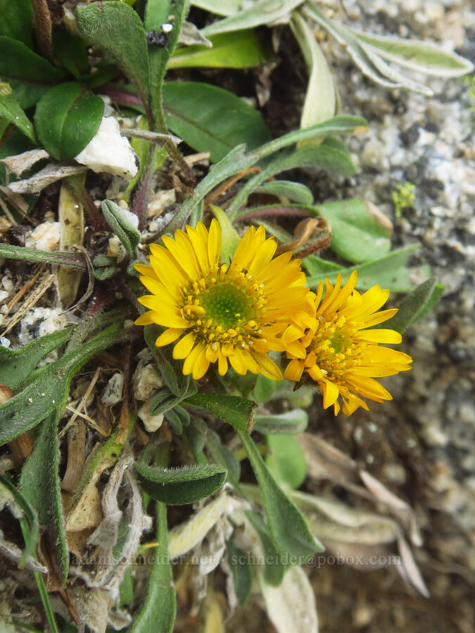 golden fleabane (Erigeron aureus) [below Aasgard Pass, Alpine Lakes Wilderness, Chelan County, Washington]