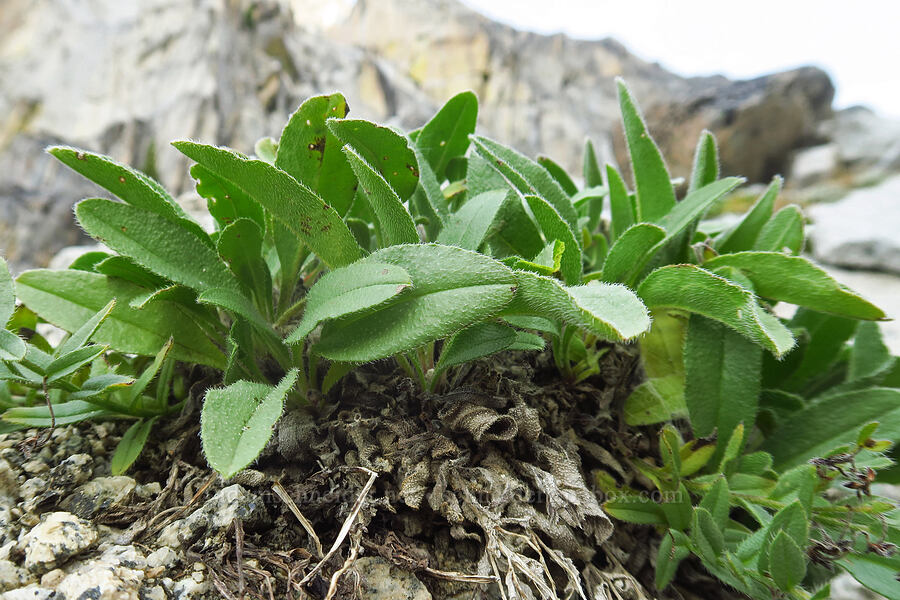 Taylor's stickseed leaves (Hackelia taylorii) [below Aasgard Pass, Alpine Lakes Wilderness, Chelan County, Washington]
