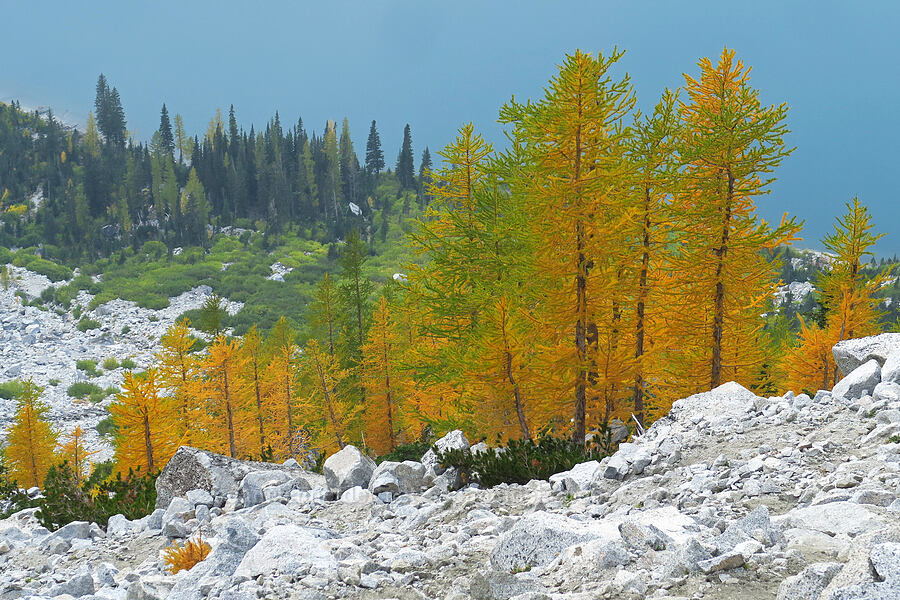 larches & Colchuck Lake (Larix lyallii) [below Aasgard Pass, Alpine Lakes Wilderness, Chelan County, Washington]