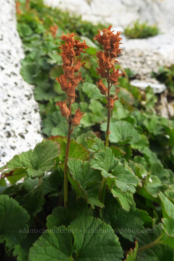 yellow coral-bells (fuzzy elmera), gone to seed (Elmera racemosa) [below Aasgard Pass, Alpine Lakes Wilderness, Chelan County, Washington]