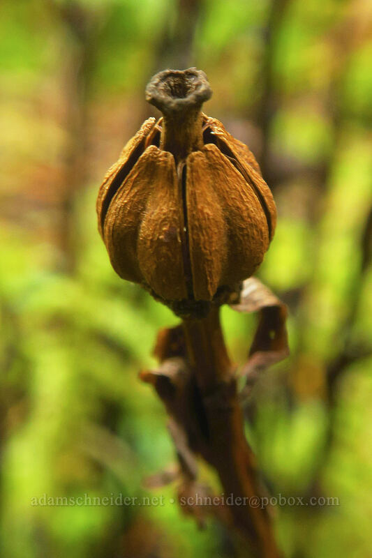 Indian pipe, gone to seed (Monotropa uniflora) [Curly Creek Falls Trail, Gifford Pinchot National Forest, Skamania County, Washington]