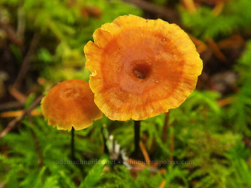 Xeromphalina mushrooms (Xeromphalina sp.) [Curly Creek Falls Trail, Gifford Pinchot National Forest, Skamania County, Washington]