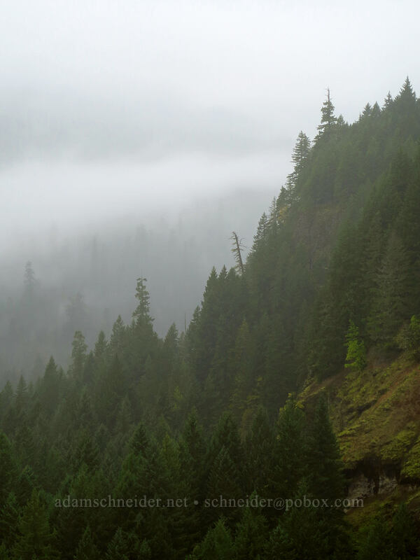 Lewis River Valley [Big Creek Falls Trail, Gifford Pinchot National Forest, Skamania County, Washington]