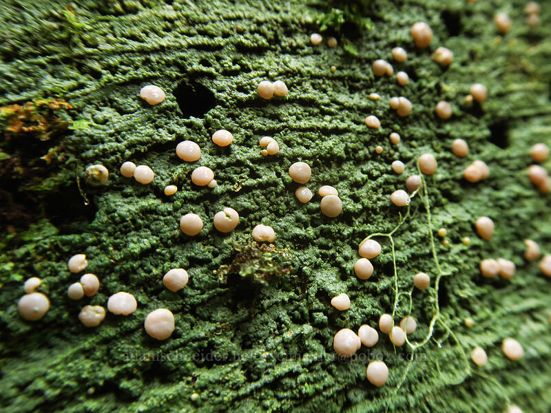 lichen on a sawn log [Big Creek Falls Trail, Gifford Pinchot National Forest, Skamania County, Washington]