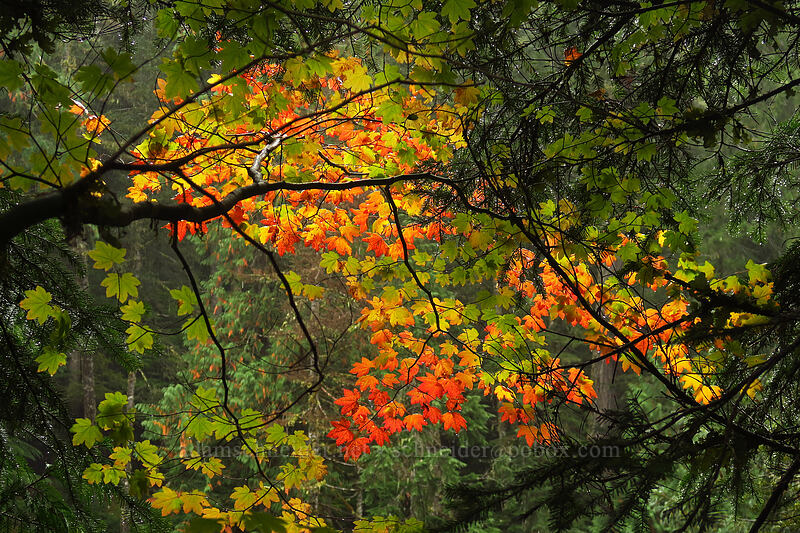 autumn vine maple leaves (Acer circinatum) [Lewis River Trail, Gifford Pinchot National Forest, Skamania County, Washington]