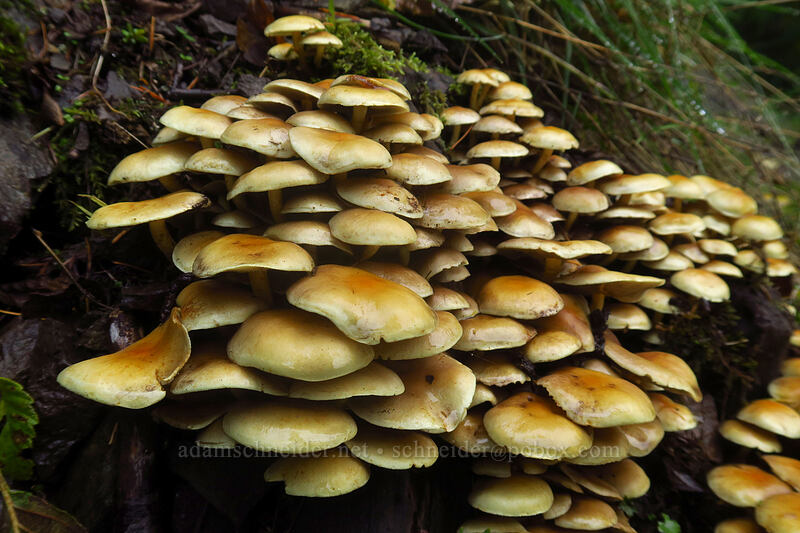 clustered mushrooms [Lewis River Trail, Gifford Pinchot National Forest, Skamania County, Washington]