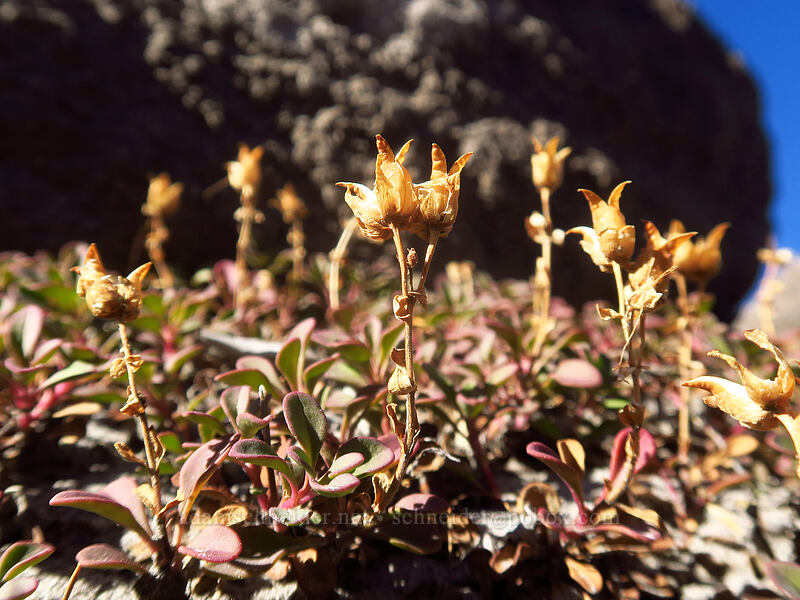 Davidson's penstemon, gone to seed (Penstemon davidsonii) [White River Canyon, Mt. Hood Wilderness, Hood River County, Oregon]