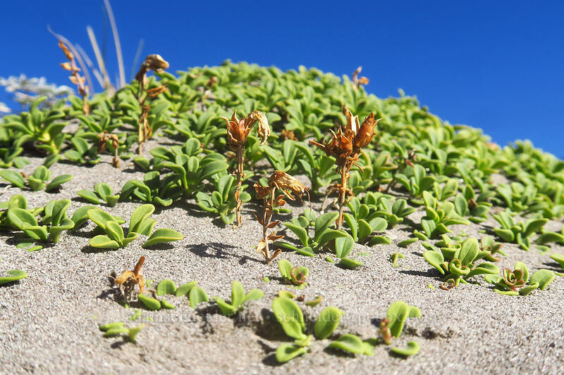 Davidson's penstemon, gone to seed (Penstemon davidsonii) [White River Canyon, Mt. Hood Wilderness, Hood River County, Oregon]