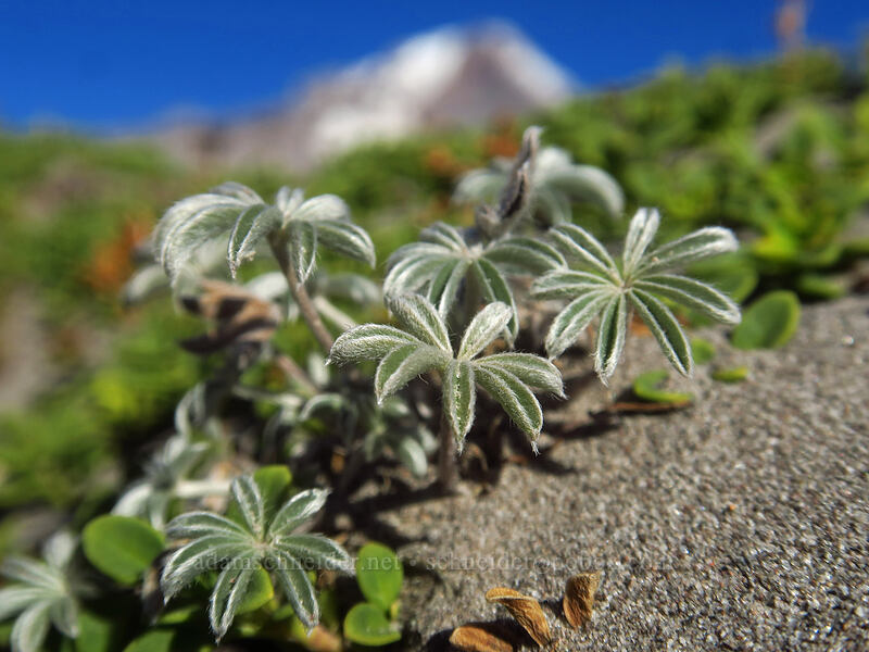 dwarf lupine leaves (Lupinus lepidus var. lobbii) [White River Canyon, Mt. Hood Wilderness, Hood River County, Oregon]