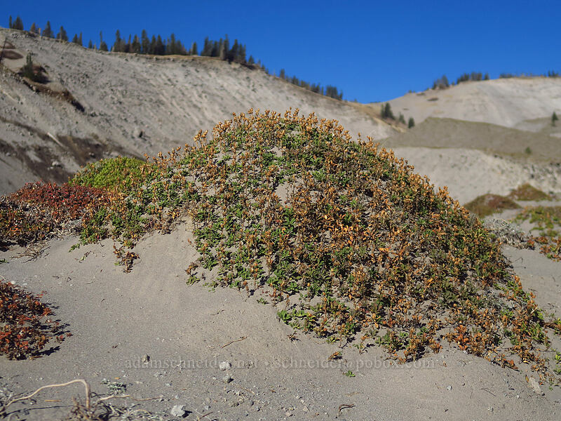 huge mound of Davidson's penstemon (Penstemon davidsonii) [White River Canyon, Mt. Hood Wilderness, Hood River County, Oregon]
