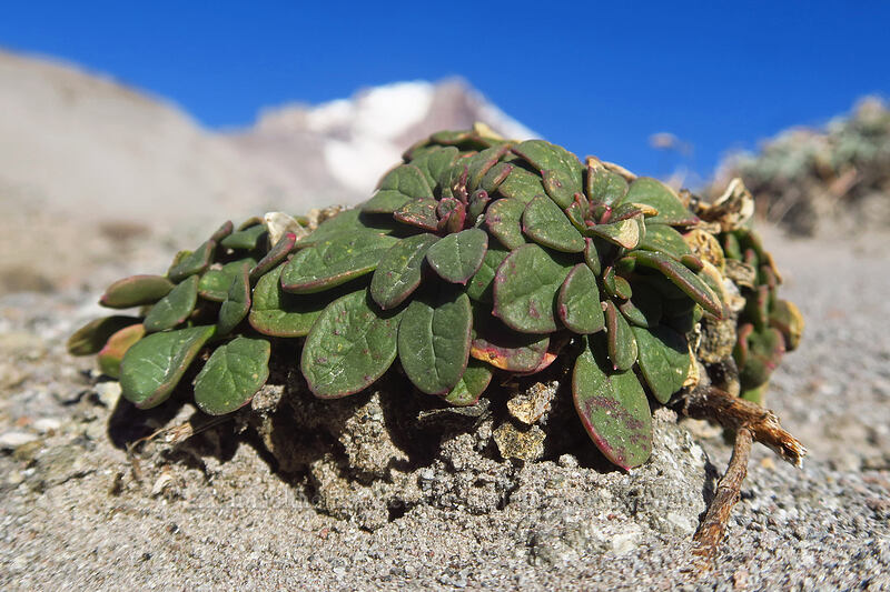 pussy-paws leaves (Calyptridium umbellatum (Cistanthe umbellata)) [White River Canyon, Mt. Hood Wilderness, Hood River County, Oregon]
