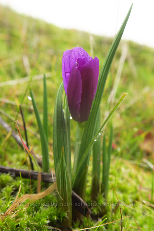 grass-widow (Olsynium douglasii) [The Labyrinth, Gifford Pinchot National Forest, Klickitat County, Washington]