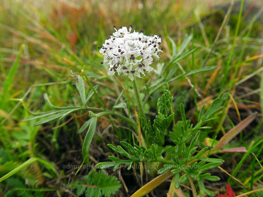 salt-and-pepper (Gorman's desert parsley) (Lomatium gormanii) [The Labyrinth, Gifford Pinchot National Forest, Klickitat County, Washington]