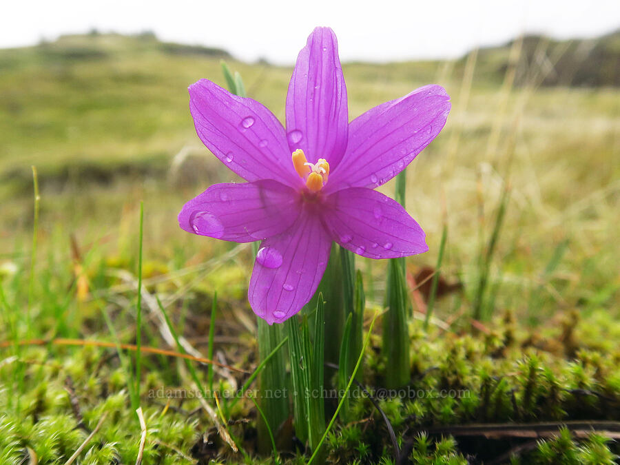 grass-widow (Olsynium douglasii) [The Labyrinth, Gifford Pinchot National Forest, Klickitat County, Washington]