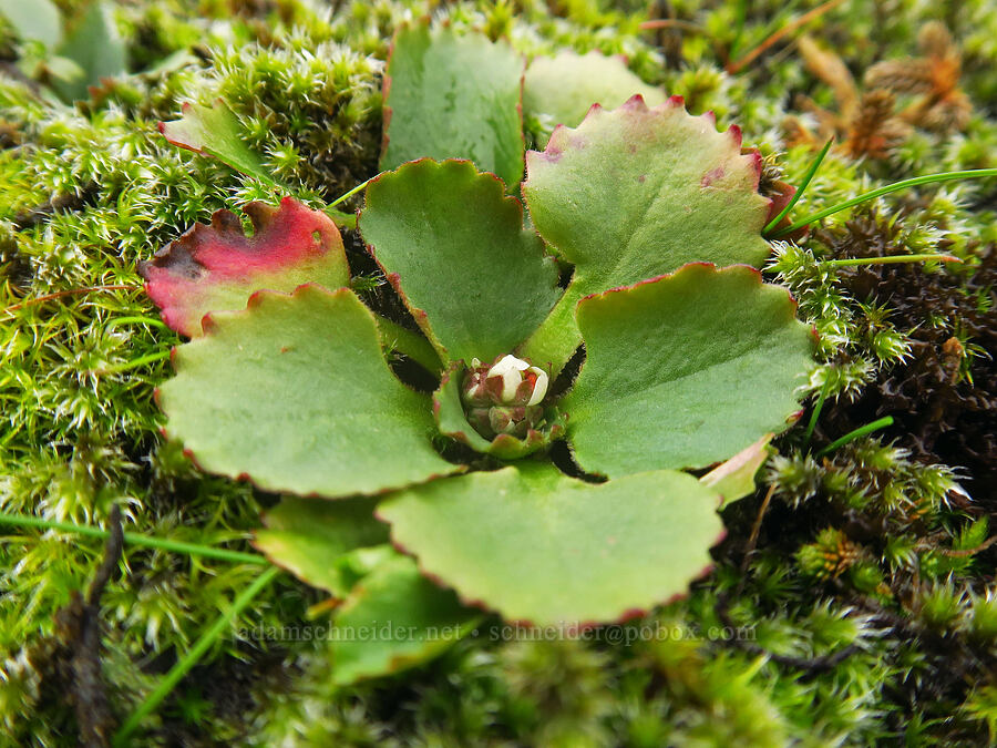 rusty-hair saxifrage, budding (Micranthes rufidula (Saxifraga occidentalis ssp. rufidula)) [The Labyrinth, Gifford Pinchot National Forest, Klickitat County, Washington]