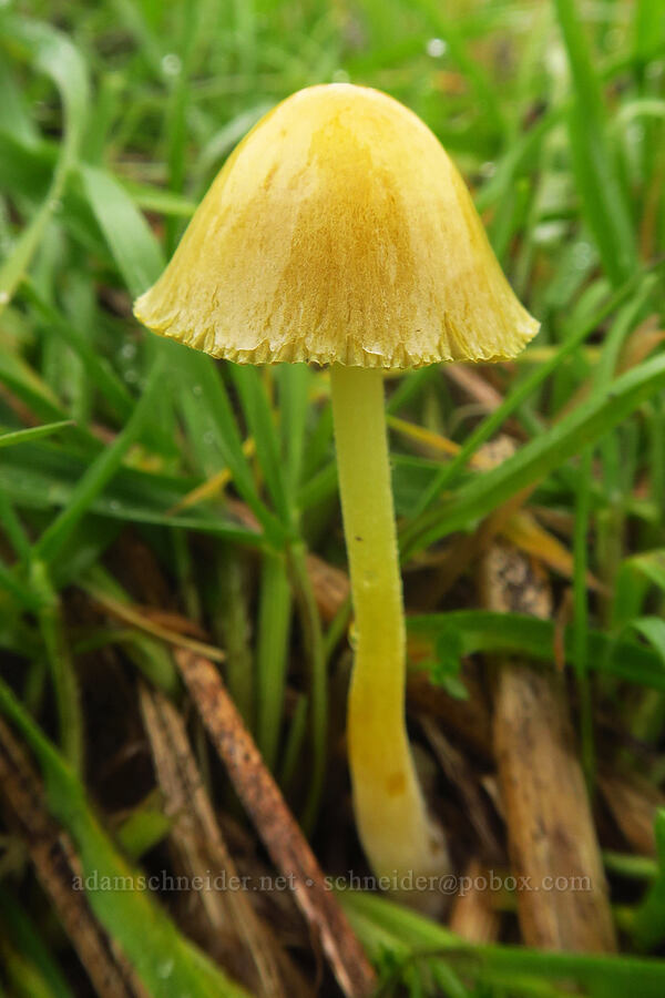 yellow mushroom [The Labyrinth, Gifford Pinchot National Forest, Klickitat County, Washington]