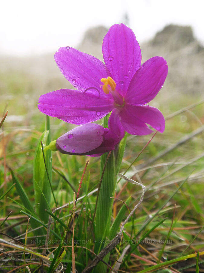grass-widows (Olsynium douglasii) [The Labyrinth, Gifford Pinchot National Forest, Klickitat County, Washington]