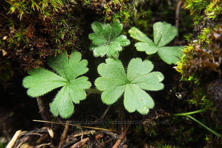 prairie star leaves (Lithophragma glabrum) [The Labyrinth, Gifford Pinchot National Forest, Klickitat County, Washington]