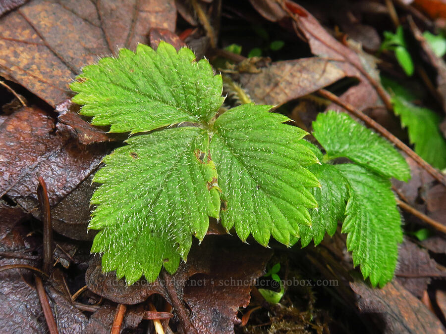 strawberry leaves (Fragaria vesca) [The Labyrinth, Gifford Pinchot National Forest, Klickitat County, Washington]