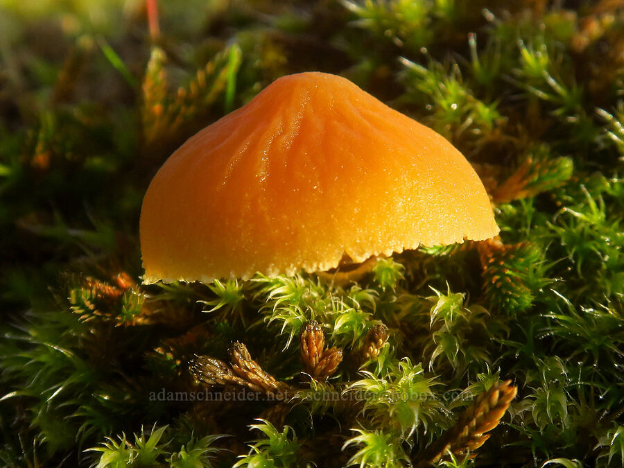 orange mushroom & moss [The Labyrinth, Gifford Pinchot National Forest, Klickitat County, Washington]