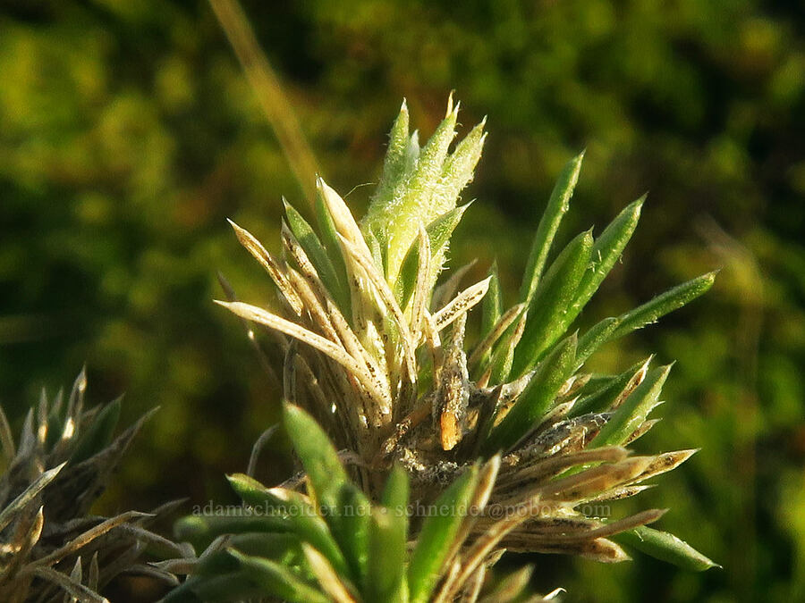 Hood's phlox, budding (Phlox hoodii) [The Labyrinth, Gifford Pinchot National Forest, Klickitat County, Washington]