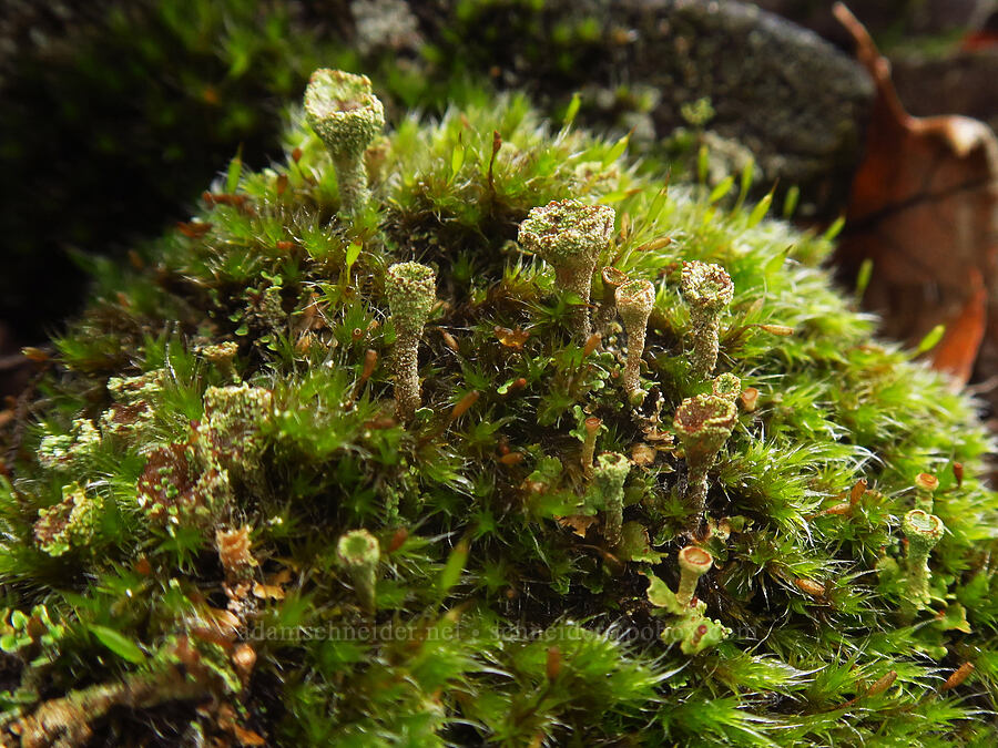 pixie-cup lichen & moss (Cladonia sp.) [The Labyrinth, Gifford Pinchot National Forest, Klickitat County, Washington]