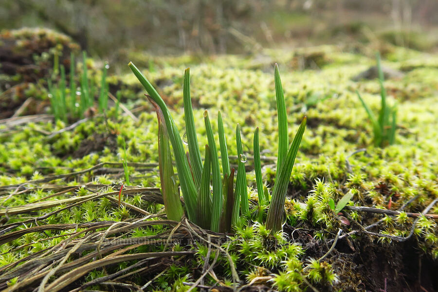 grass-widow shoots (Olsynium douglasii) [The Labyrinth, Gifford Pinchot National Forest, Klickitat County, Washington]
