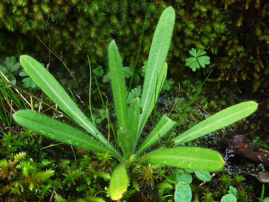 fiddleneck leaves (Amsinckia sp.) [The Labyrinth, Gifford Pinchot National Forest, Klickitat County, Washington]