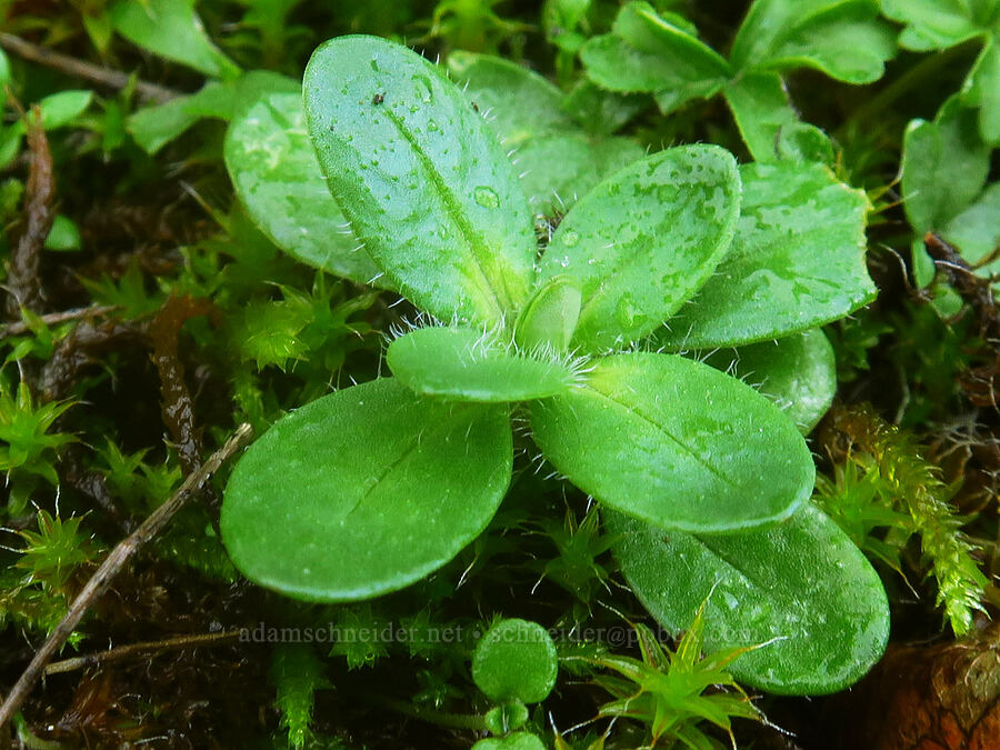chickweed leaves (Cerastium sp.) [The Labyrinth, Gifford Pinchot National Forest, Klickitat County, Washington]