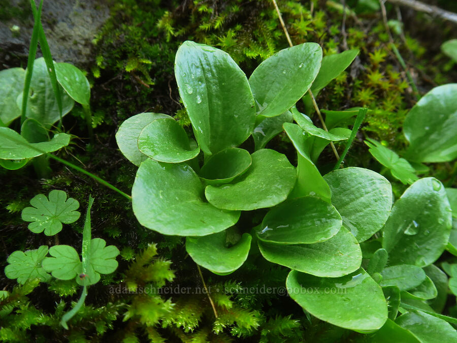 saxifrage leaves (Micranthes integrifolia (Saxifraga integrifolia)) [The Labyrinth, Gifford Pinchot National Forest, Klickitat County, Washington]