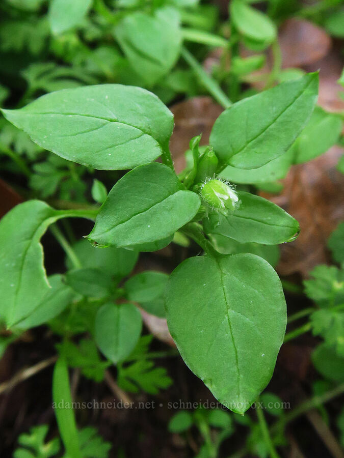 common chickweed (Stellaria media) [The Labyrinth, Gifford Pinchot National Forest, Klickitat County, Washington]