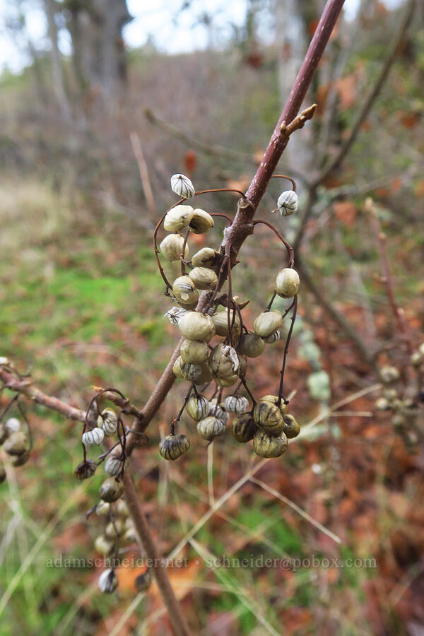 poison-oak berries (Toxicodendron diversilobum (Rhus diversiloba)) [The Labyrinth, Gifford Pinchot National Forest, Klickitat County, Washington]