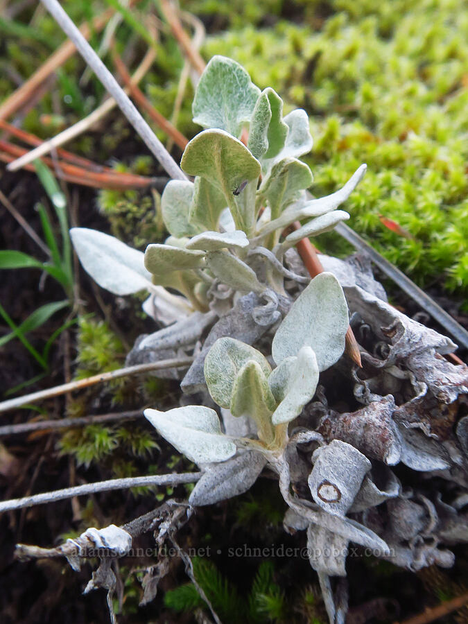 buckwheat leaves (Eriogonum sp.) [The Labyrinth, Gifford Pinchot National Forest, Klickitat County, Washington]