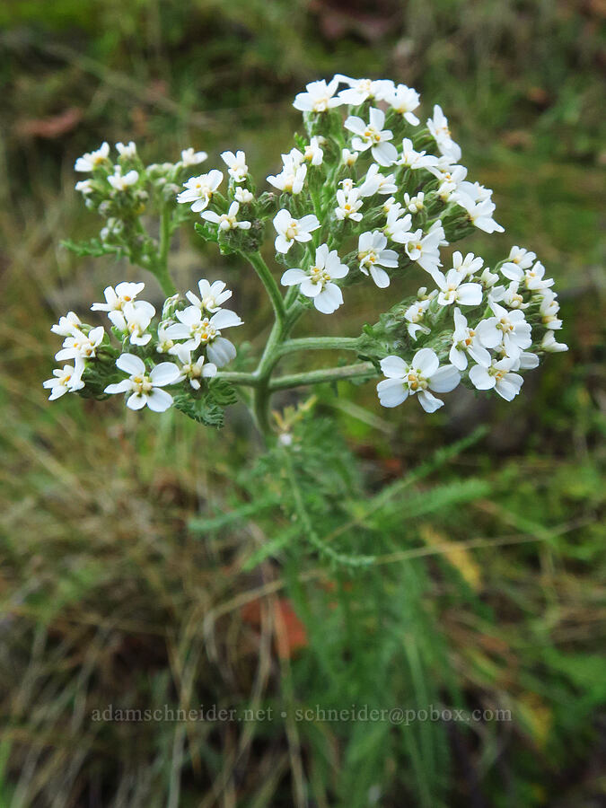 yarrow (Achillea millefolium) [The Labyrinth, Gifford Pinchot National Forest, Klickitat County, Washington]