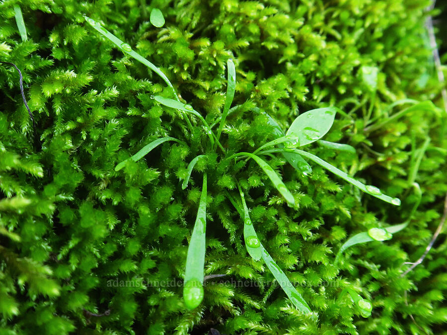 linear-leaf miner's lettuce & moss (Claytonia parviflora ssp. parviflora) [The Labyrinth, Gifford Pinchot National Forest, Klickitat County, Washington]