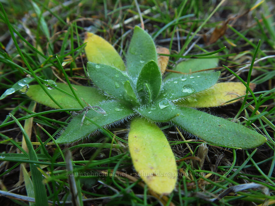 popcorn flower leaves (Plagiobothrys nothofulvus) [The Labyrinth, Gifford Pinchot National Forest, Klickitat County, Washington]