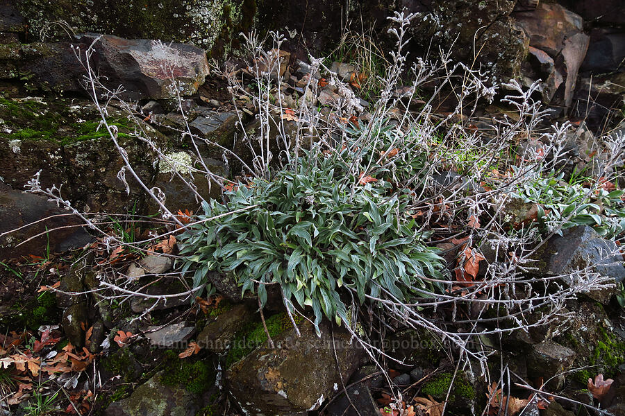 huge clump of phacelia (Phacelia hastata) [The Labyrinth, Gifford Pinchot National Forest, Klickitat County, Washington]