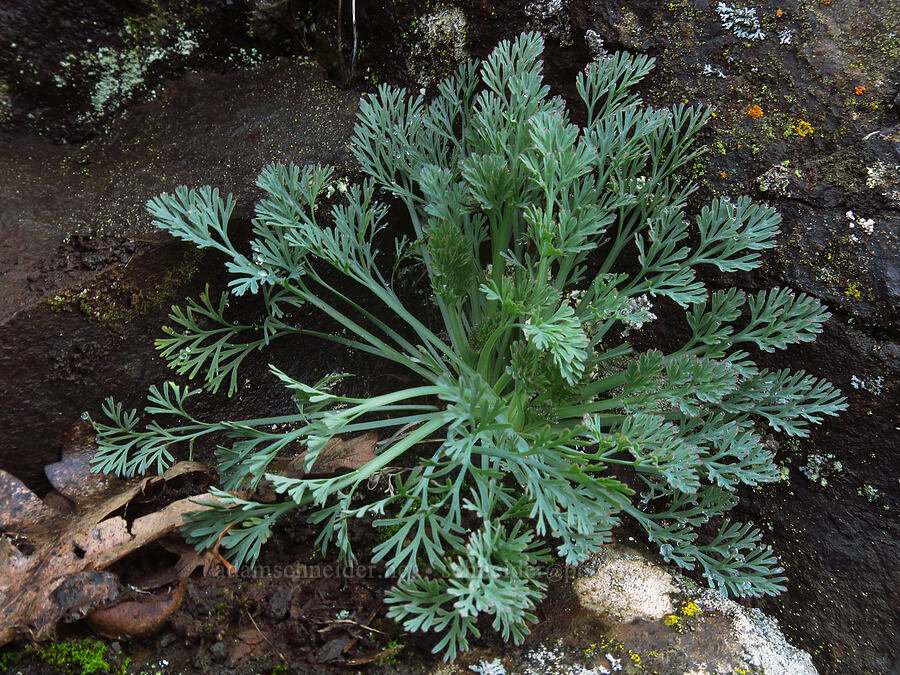 California poppy leaves (Eschscholzia californica) [The Labyrinth, Gifford Pinchot National Forest, Klickitat County, Washington]