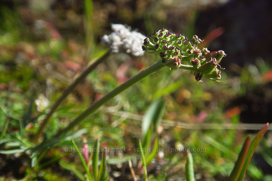 Gorman's desert parsley, going to seed (Lomatium gormanii) [Ferry Springs Trail, Deschutes River State Recreation Area, Sherman County, Oregon]
