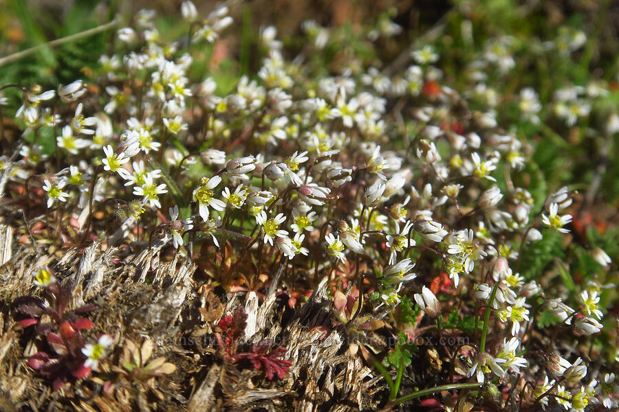 spring draba (Draba verna) [Ferry Springs Trail, Deschutes River State Recreation Area, Sherman County, Oregon]