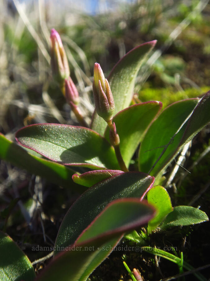 shooting stars, budding (Dodecatheon cusickii (Primula pauciflora var. cusickii)) [Ferry Springs Trail, Deschutes River State Recreation Area, Sherman County, Oregon]