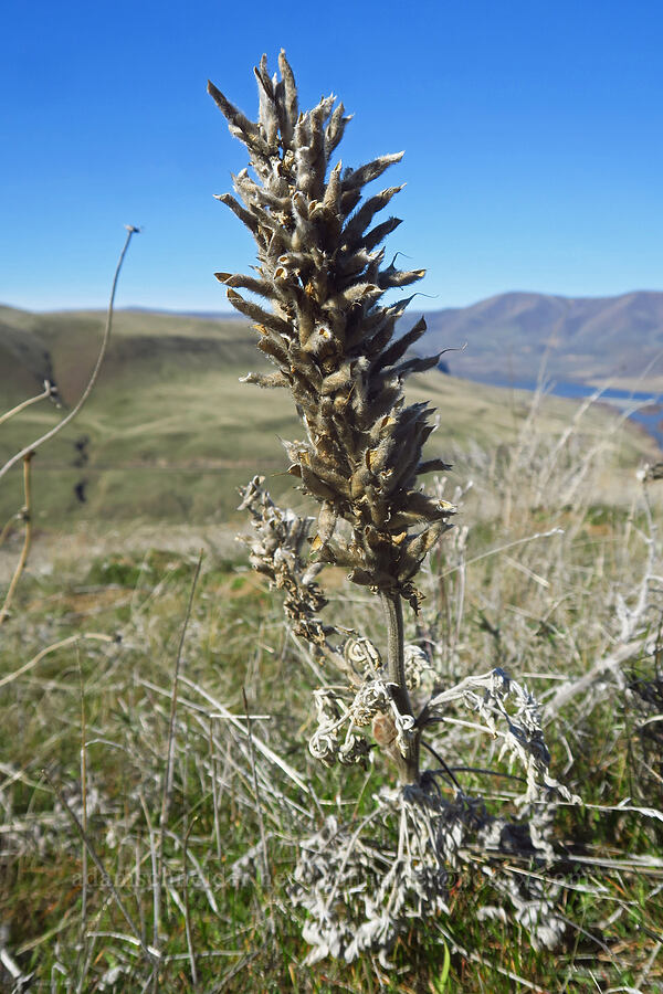 last year's lupine seed-pods (Lupinus leucophyllus) [Ferry Springs Trail, Deschutes River State Recreation Area, Sherman County, Oregon]