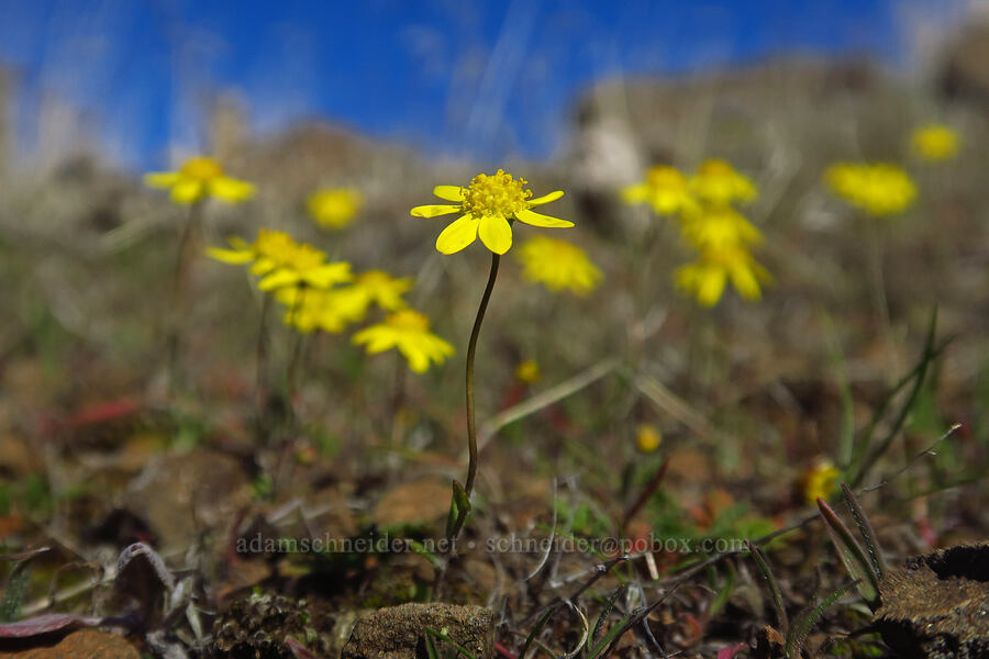 gold stars (Crocidium multicaule) [Ferry Springs Trail, Deschutes River State Recreation Area, Sherman County, Oregon]