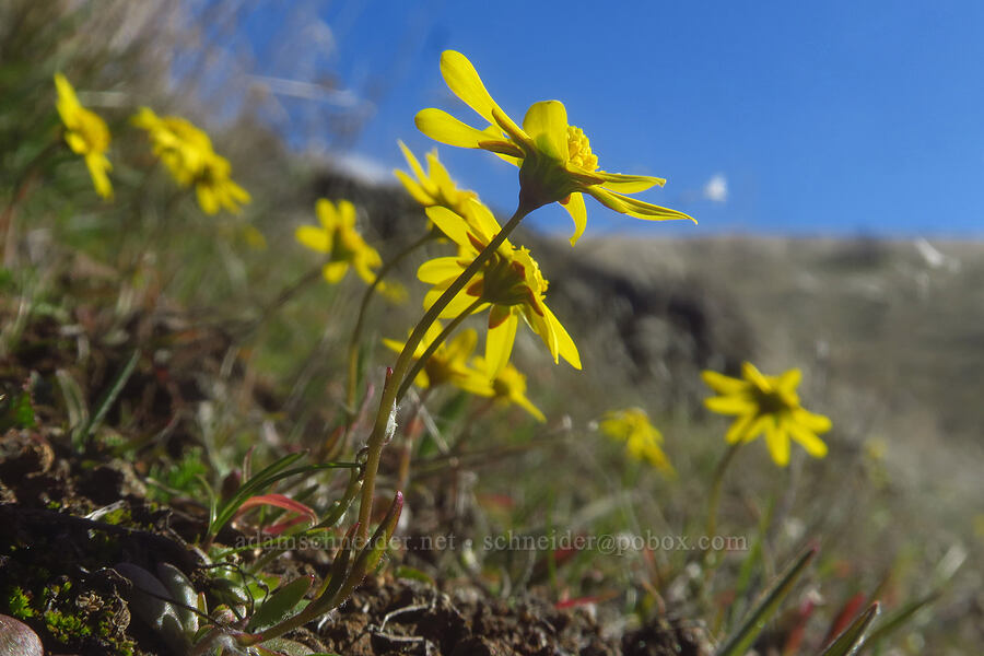 gold stars (Crocidium multicaule) [Ferry Springs Trail, Deschutes River State Recreation Area, Sherman County, Oregon]