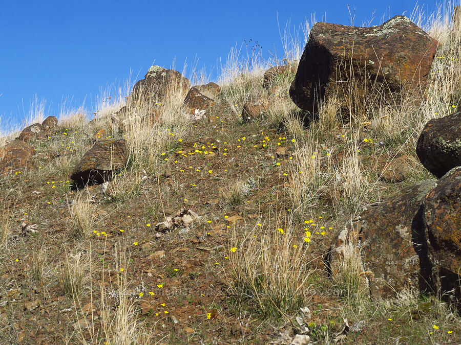 gold stars (Crocidium multicaule) [Ferry Springs Trail, Deschutes River State Recreation Area, Sherman County, Oregon]