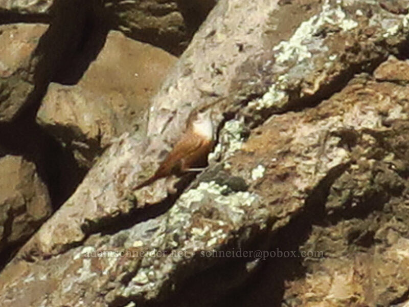 canyon wren (Catherpes mexicanus) [Riverview Trail, Deschutes River State Recreation Area, Sherman County, Oregon]