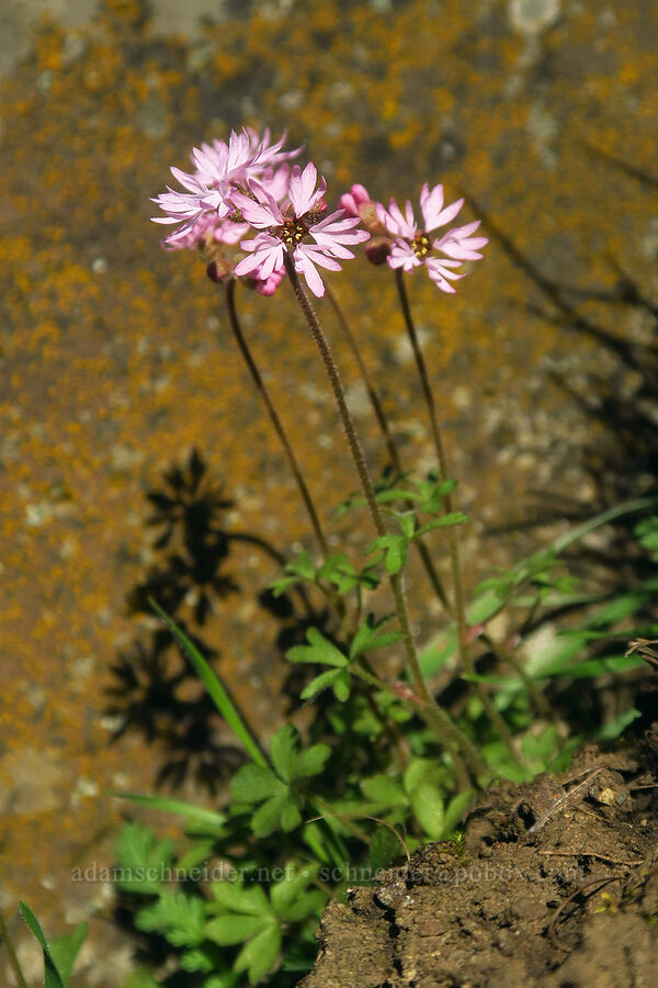 prairie stars (Lithophragma glabrum) [Riverview Trail, Deschutes River State Recreation Area, Sherman County, Oregon]